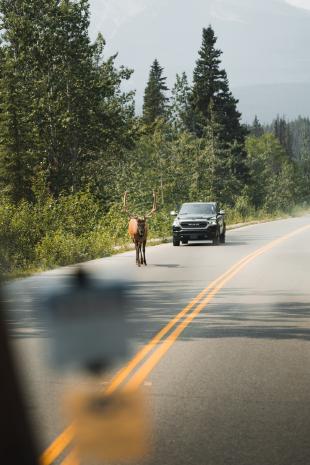 photos/canada-elk-wildlife.jpg