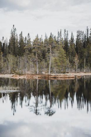 photos/1-pine-trees-lake-reflection.jpg