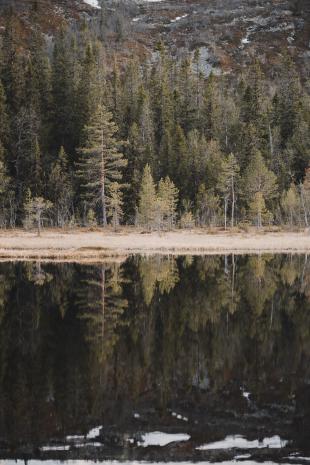 photos/2-mountain-forest-reflection-fulufjaellet-national-park.jpg