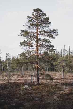 photos/3-fulufjaellet-pine-tree.jpg