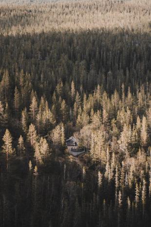 photos/6-pine-forests-with-hut-fulufjaellet.jpg