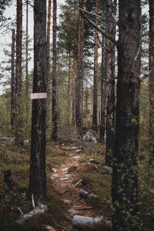 photos/3-naturvardsbraenning-sweden-hamra.jpg
