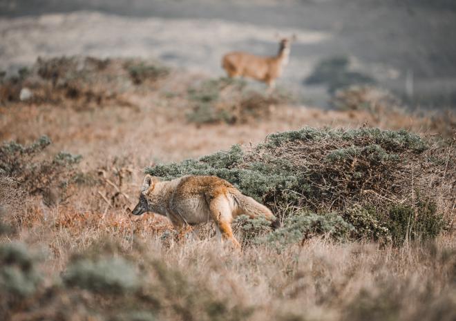 photos/coyote-and-tule-elk.jpg