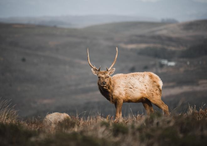 photos/majestic-tule-elk-landscape.jpg