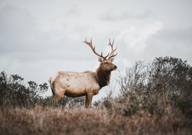 photos/majestic-tule-elk.jpg