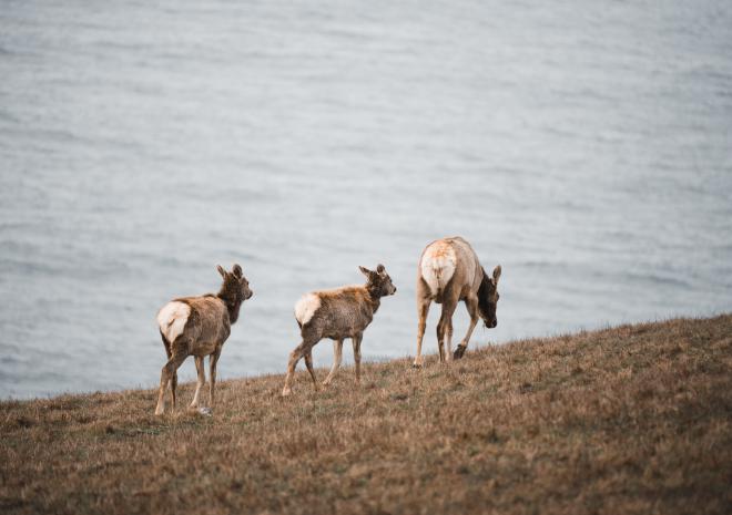 photos/tomales-point-tule-elk-family.jpg