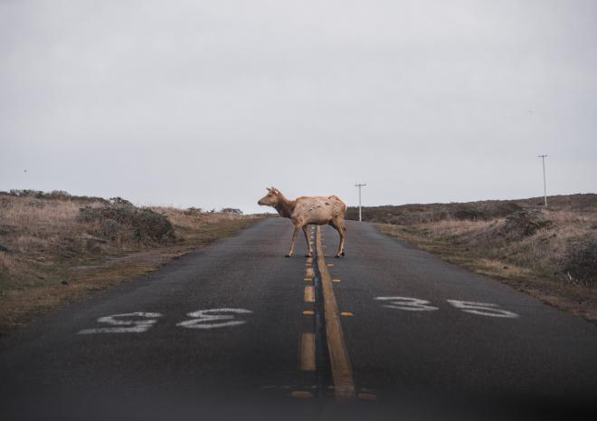photos/tule-elk-crossing-road.jpg