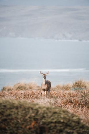 photos/tule-elk-deer.jpg