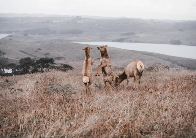 photos/tule-elk-family-playing.jpg