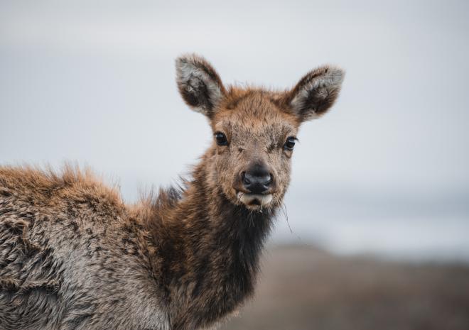 photos/tule-elk-portrait.jpg