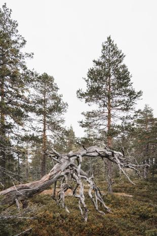 photos/skuleskogen-national-park-dead-tree.jpg