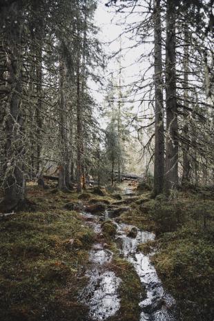 photos/4-forest-flooded-water-sonfjaellet.jpg