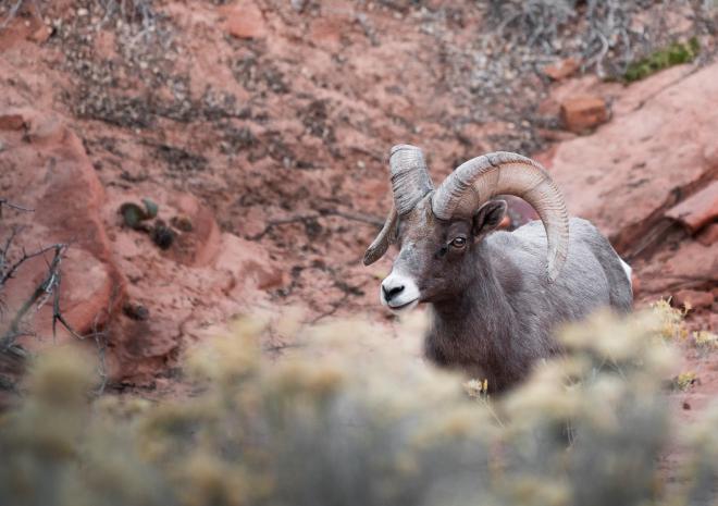 photos/zion-bighorn-sheep.jpg