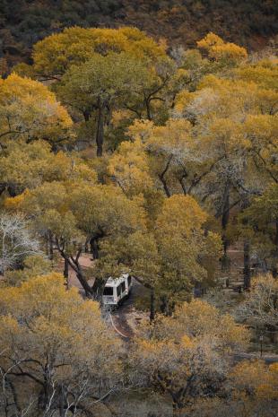 photos/zion-national-park-cottonwood-trees-shuttle.jpg