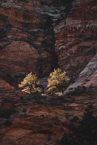 photos/zion-national-park-trees.jpg